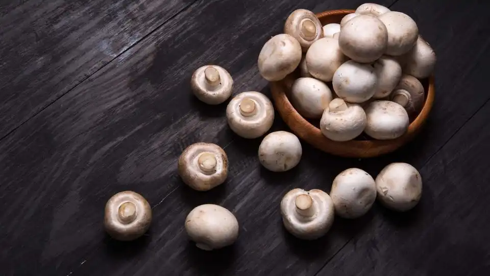 Can Agaricus Bisporus Powder Help with Weight Loss?
